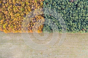 Meadow and autumn forest