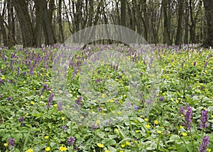 Meadow with ayuga flowers in the forest 3
