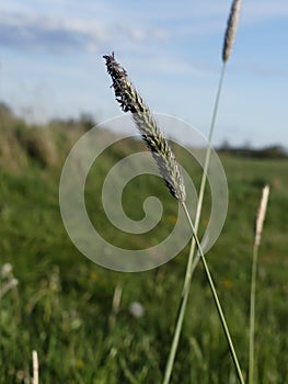 Meadow Backgroud Grassland Plant Wheat Grass Closeup