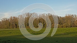 Meadow and bare forest with ivy in Bourgoyen nature resrve, Ghent