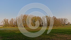 Meadow and bare forest   trees  in the Flemish countryside