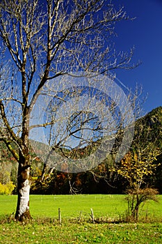 Meadow with bare tree and colorful autumn forest under a blue sky in the background 2