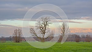 Meadow with bare willow trees against a cloudy winter sky in the Flemish countrysid