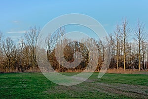 Meadow with bare winter trees and reed in the flemish countryside