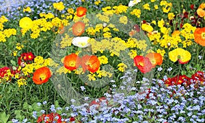 Meadow with beautiful bright poppy flowers