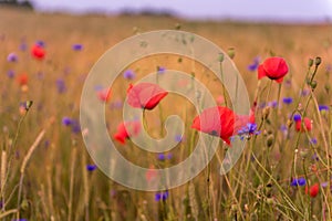 Meadow with beautiful bright red poppy flowers