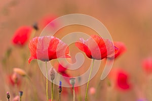 Meadow with beautiful bright red poppy flowers