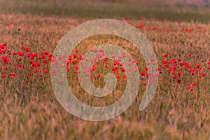 Meadow with beautiful bright red poppy flowers