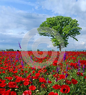 Meadow with beautiful bright red poppy flowers in spring