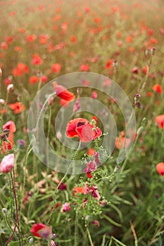 Meadow with beautiful bright red poppy flowers in spring