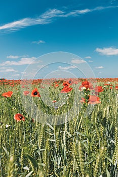 Meadow with beautiful bright red poppy flowers in sunny summer day. Field with fresh poppies