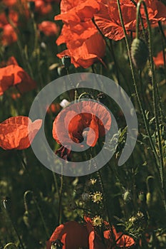 Meadow with beautiful bright red poppy flowers in sunny summer day. Field with fresh poppies