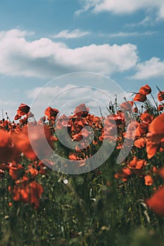 Meadow with beautiful bright red poppy flowers in sunny summer day. Field with fresh poppies