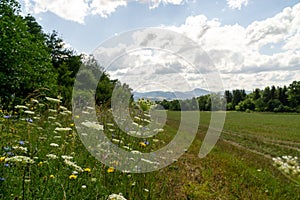 Meadow with beautiful grass, wild carrot, chicory and other flowers.