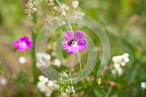 Meadow beautiful lilac flowers in soft focus and blurred for background, little flowers field in the morning sunshine of