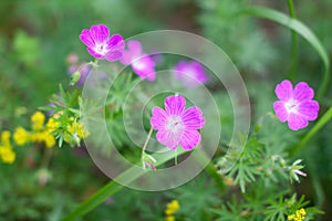 Meadow beautiful lilac flowers in soft focus and blurred for background, little flowers field in the morning sunshine of