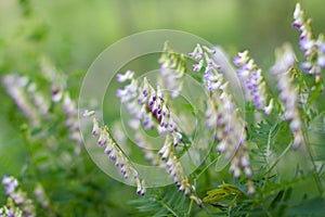 Meadow beautiful lilac flowers in soft focus and blurred for background, little flowers field in the morning sunshine of
