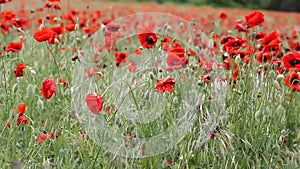 Meadow with beautiful red poppy flowers in spring