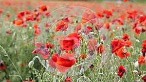 Meadow with beautiful red poppy flowers in spring