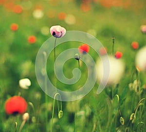 Meadow with beautiful red poppy flowers in spring