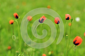 Meadow with beautiful red poppy flowers in spring