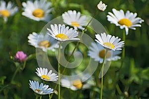 Meadow of beautiful white chamomiles flowers closeup in sunny day