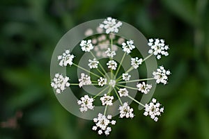 Meadow beautiful white flowers in soft focus and blurred for background, little flowers field in the morning sunshine of