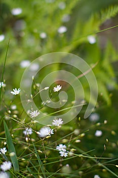 Meadow beautiful white flowers in soft focus and blurred for background, little flowers field in the morning sunshine of