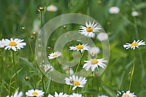 Meadow of beautiful white wild chamomile flowers