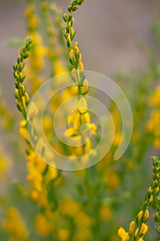 Meadow beautiful yellow flowers in soft focus and blurred for background, little flowers field in the morning sunshine of summer.