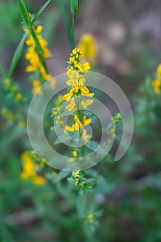 Meadow beautiful yellow flowers in soft focus and blurred for background, little flowers field in the morning sunshine of summer.