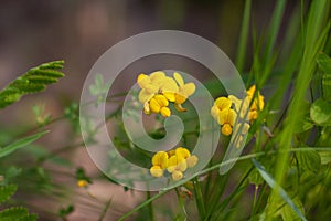 Meadow beautiful yellow flowers in soft focus and blurred for background, little flowers field in the morning sunshine of summer.