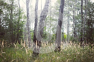 Meadow in the birch-tree forest