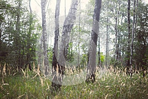Meadow in the birch-tree forest photo