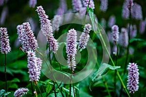 Meadow bistort Bistorta officinalis in the field