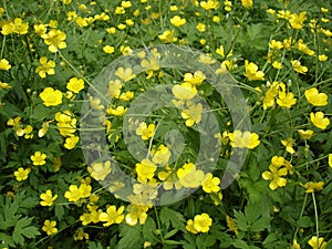 Meadow of blooming buttercup yellow flowers