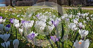 Meadow with blooming crocus flowers in the park