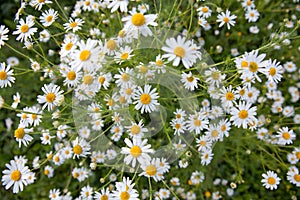 Meadow with blooming daisies in summer. The texture of chamomile field