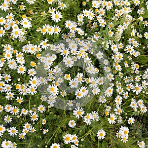 Meadow with blooming daisies in summer. The texture of chamomile field