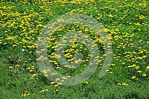 meadow with blooming dandelions