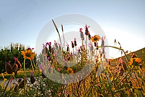 Meadow with blooming flowers and lavender in the evening sun