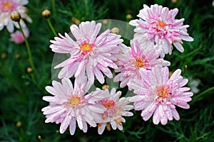 Meadow with blooming of many daisies in spring