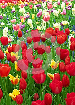 Meadow of blooming multicolored tulips in spring