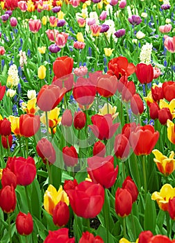 Meadow of blooming multicolored tulips in spring