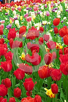 Meadow of blooming multicolored tulips in spring