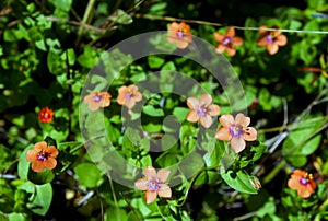 Scarlet pimpernal meadow photo