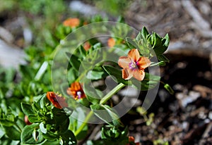 Scarlet pimpernal meadow photo