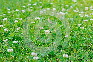 Meadow with blooming white clover 2