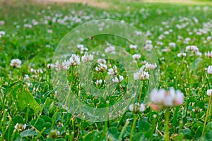 Meadow with blooming white clover 3