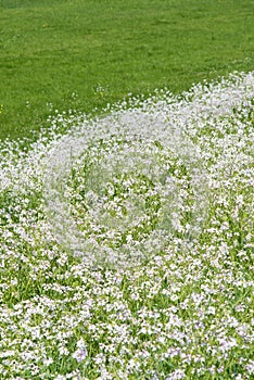 Meadow blooming white flowers